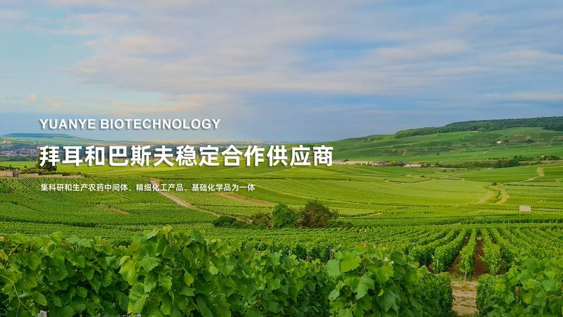 DNA连接酶活性参数对比：揭秘高效基因编辑的关键